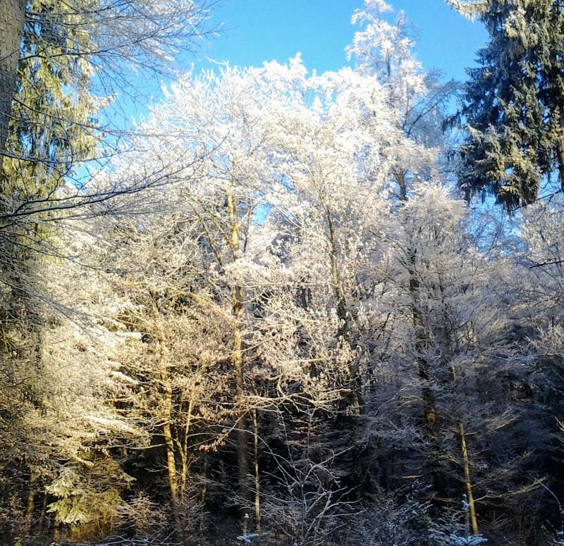 Holzer-Hütte 4