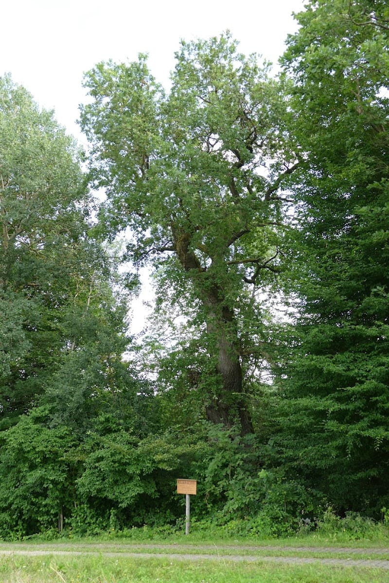 Kilianshütte 3