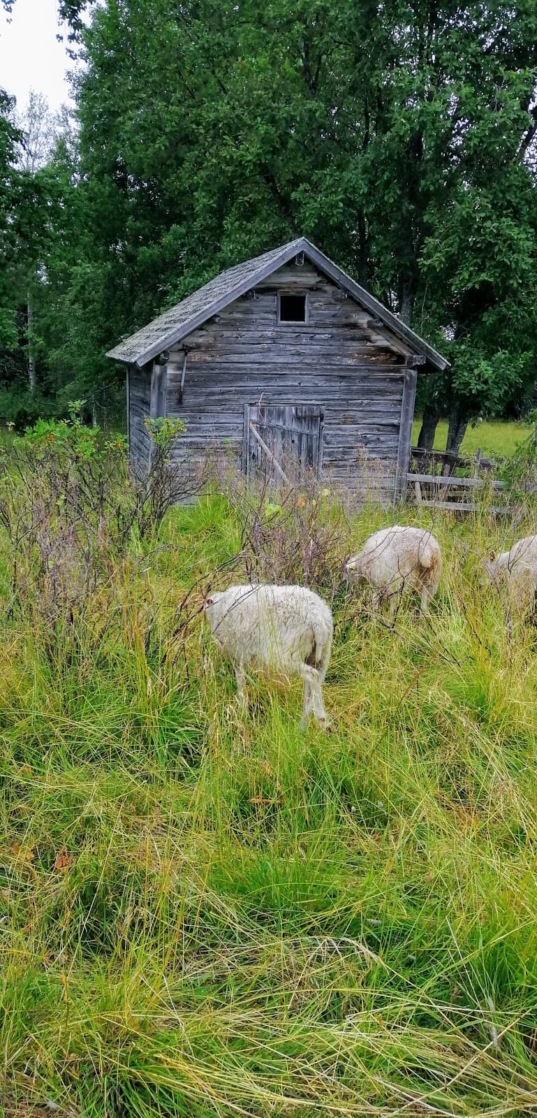 Näränkä vuokratupa 3