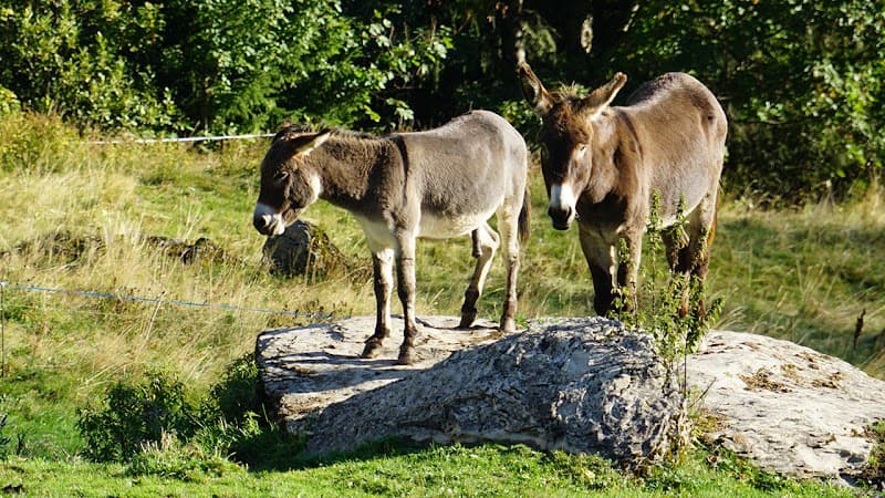Refuge de Graydon (ou Graidon) 3